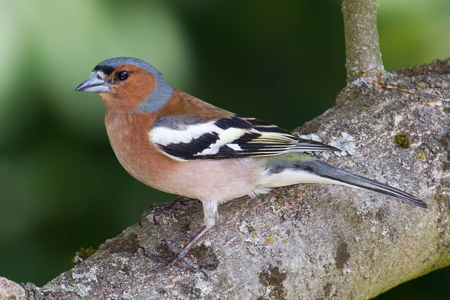 Fringilla coelebs GFDL CC-BY-SA-3.0 Fringilla coelebs GFDL CC-BY-SA-3.0